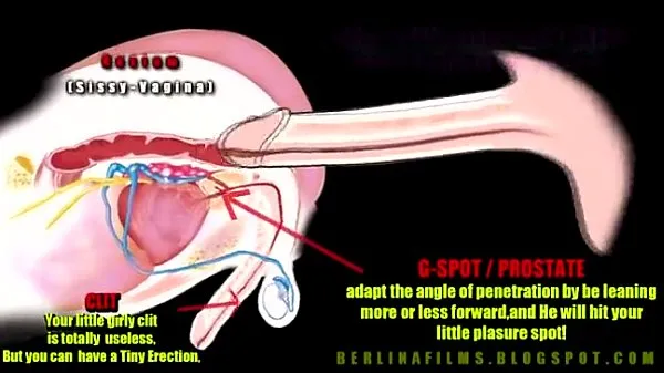 Watch shemale anatomy total Videos